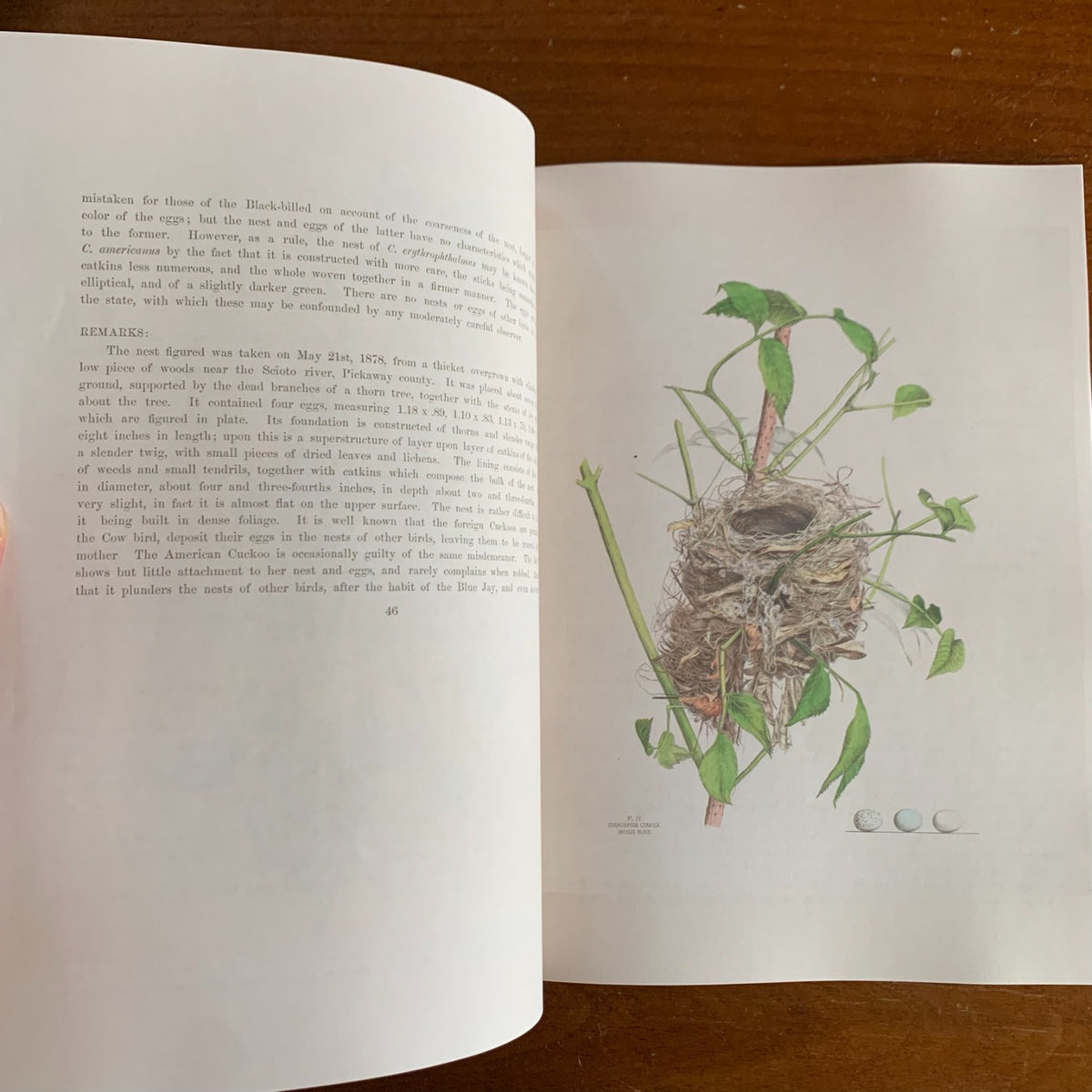Illustrations of the Nests and Eggs of Birds of Ohio (1886)