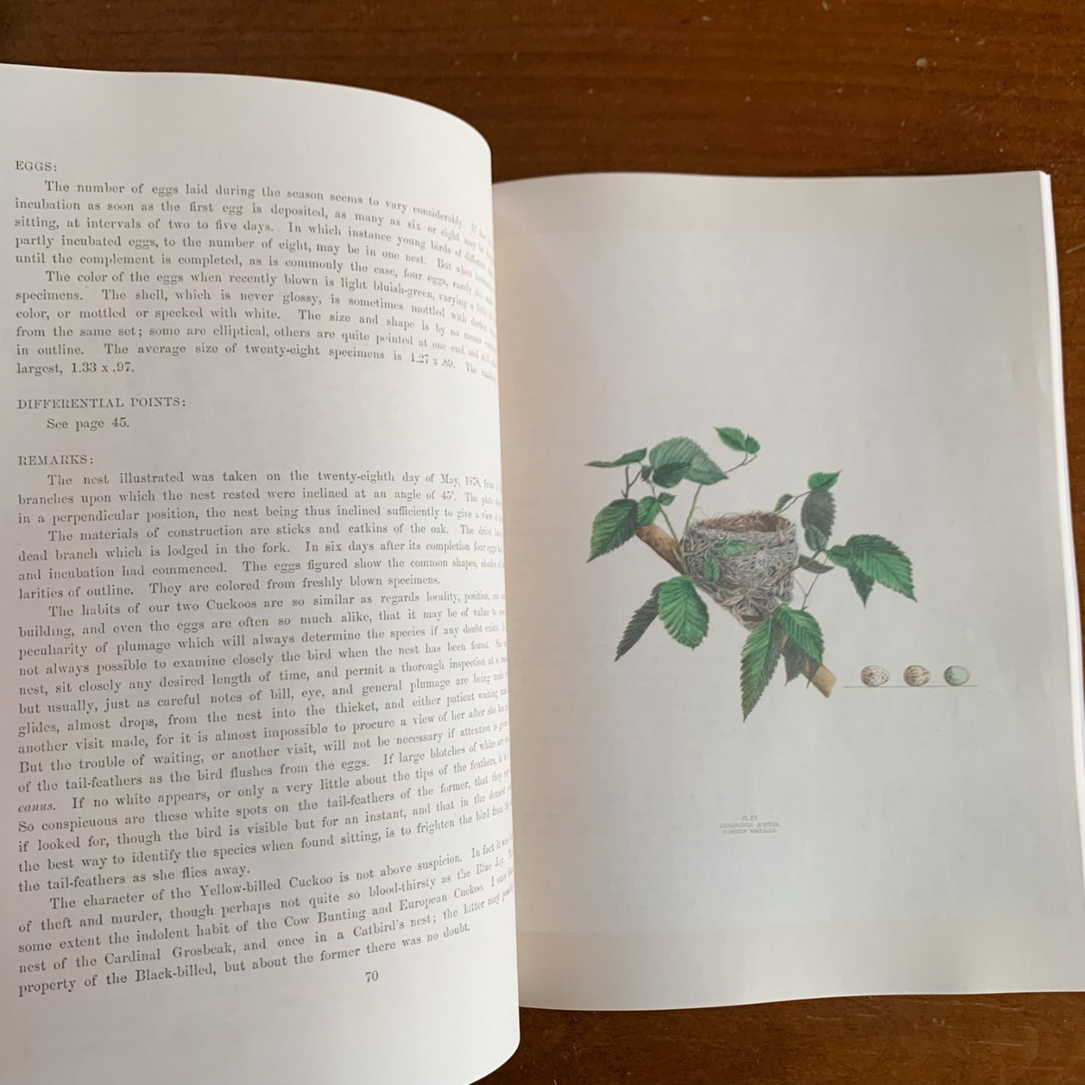 Illustrations of the Nests and Eggs of Birds of Ohio (1886)