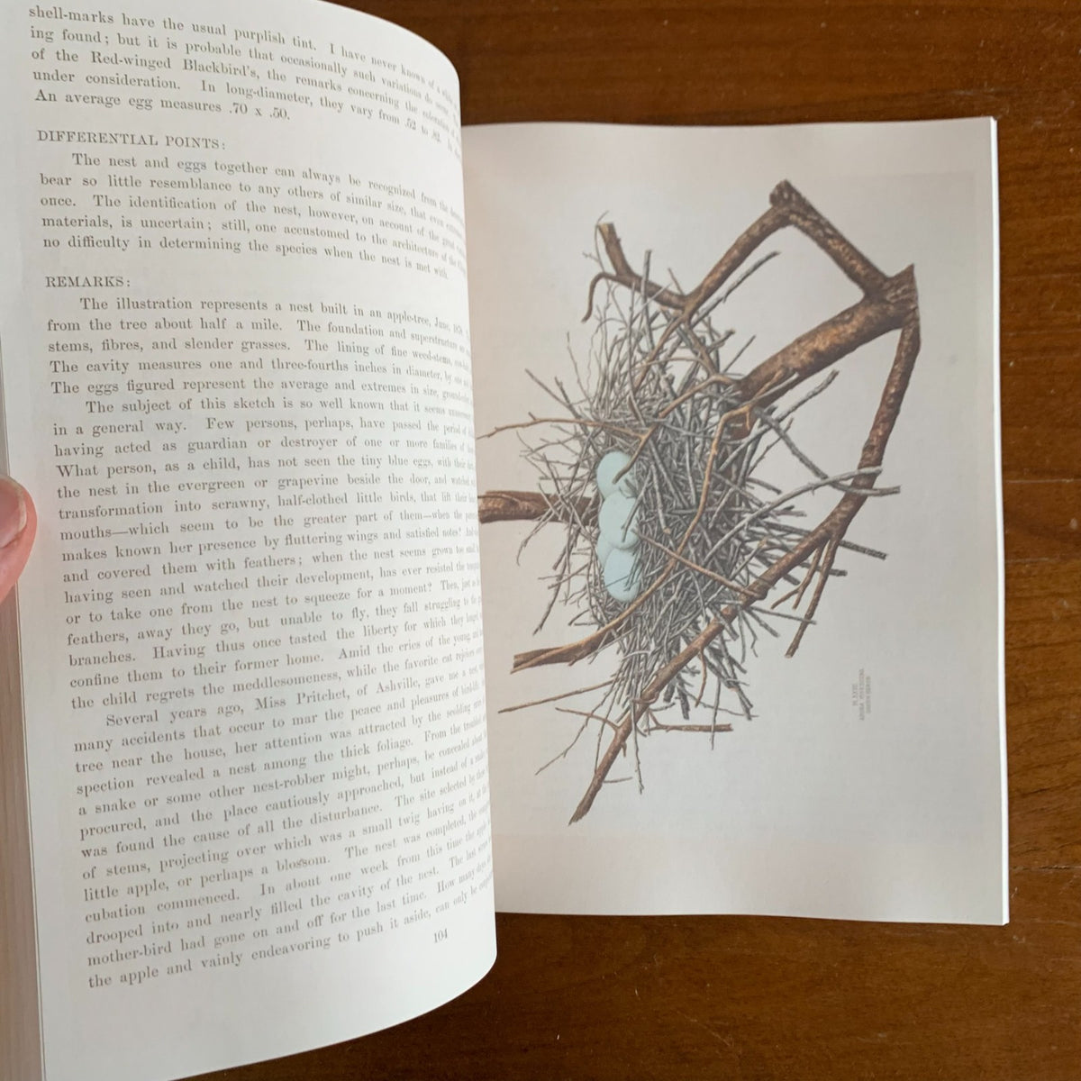 Illustrations of the Nests and Eggs of Birds of Ohio (1886)