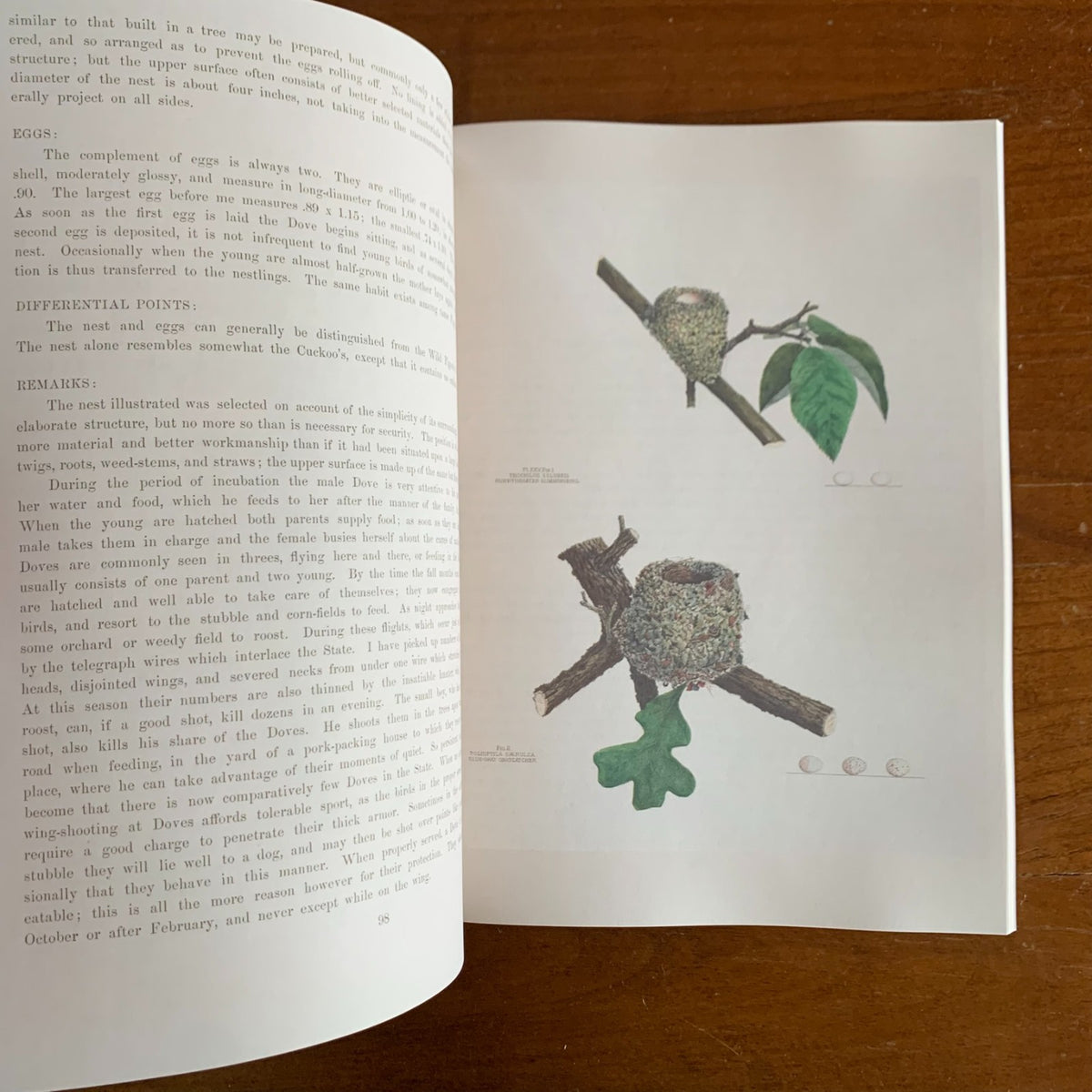Illustrations of the Nests and Eggs of Birds of Ohio (1886)