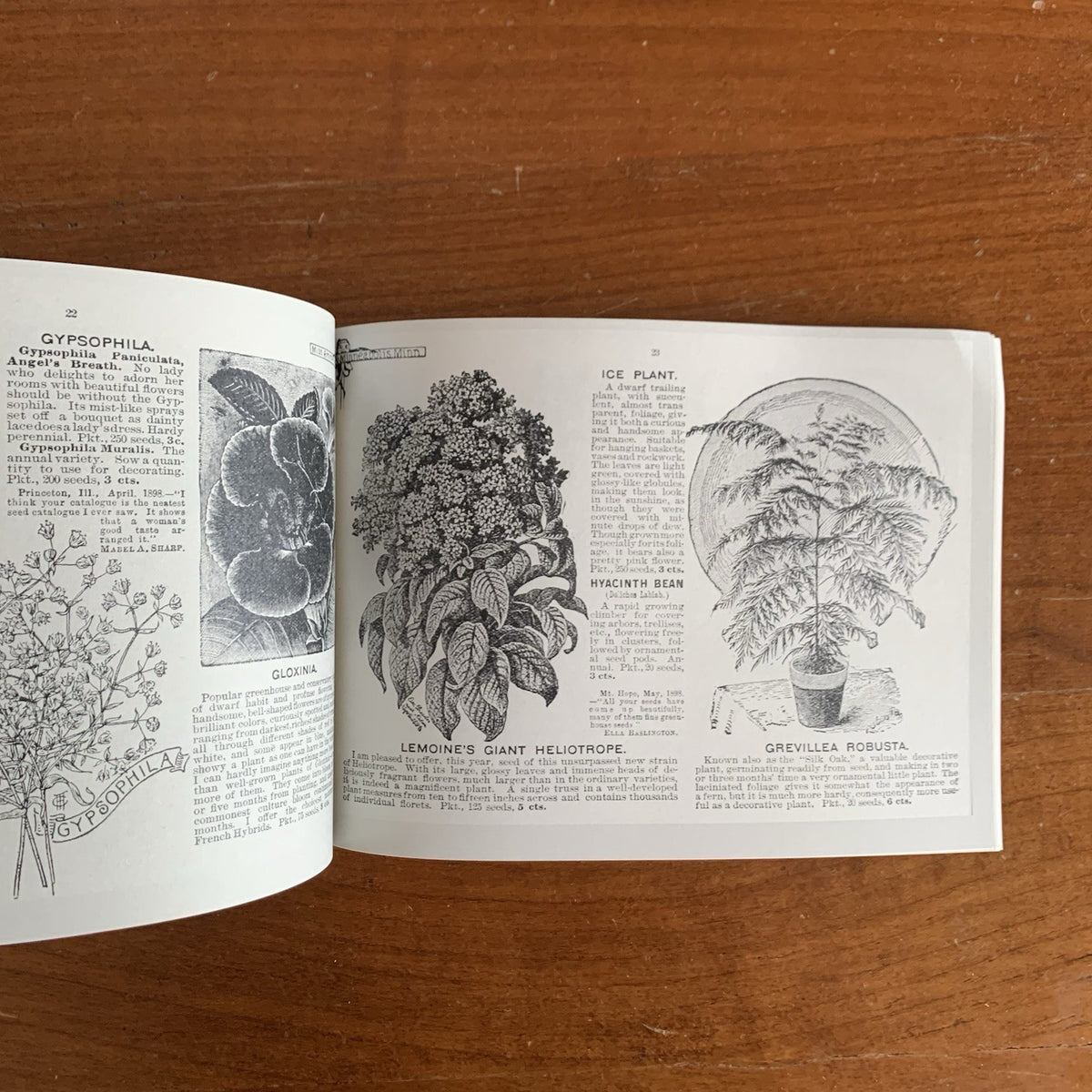 1899 Emma V. White's Choice Flower Seeds: Illustrated Catalog