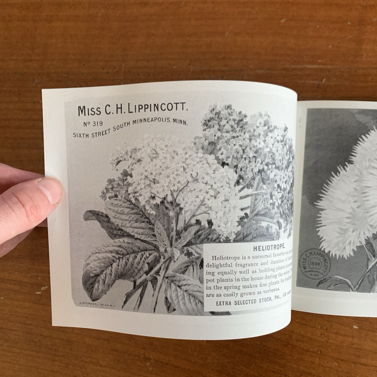1899 Flower Seeds Miss C.H. Lippincott's Illustrated Seed Catalog