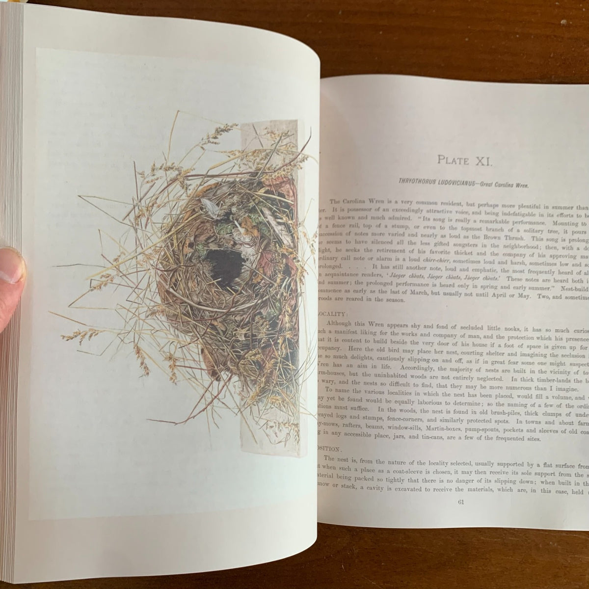 Illustrations of the Nests and Eggs of Birds of Ohio (1886)